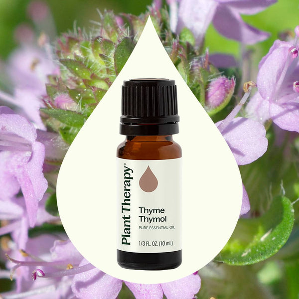 Plant Therapy Thyme Thymol Essential Oil
