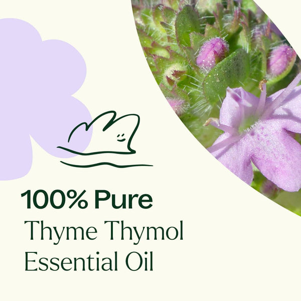 Plant Therapy Thyme Thymol Essential Oil