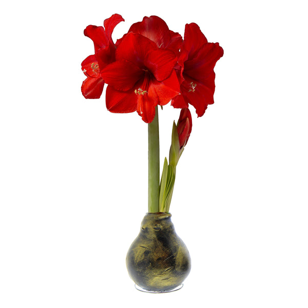 Plow & Hearth Metallic Self-Contained Waxed Amaryllis Flower Bulb