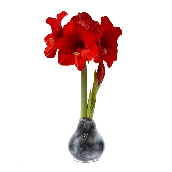 Plow & Hearth Metallic Self-Contained Waxed Amaryllis Flower Bulb