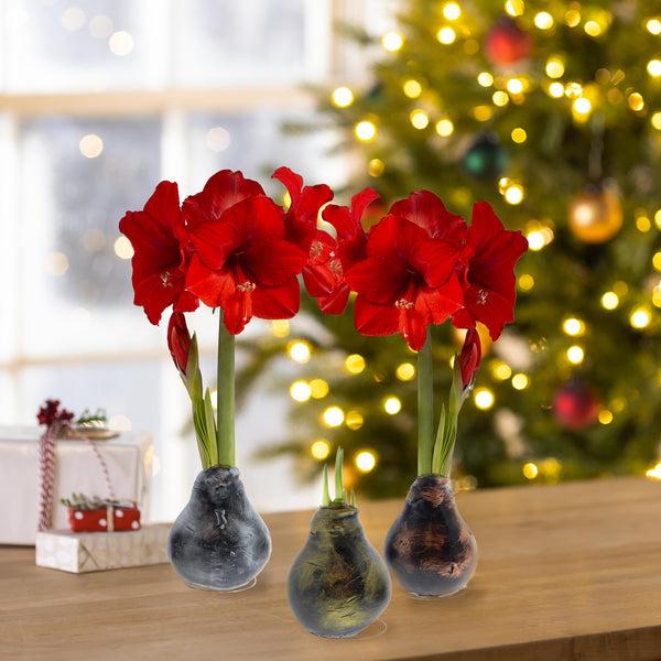 Plow & Hearth Metallic Self-Contained Waxed Amaryllis Flower Bulb