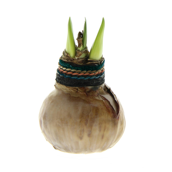 Plow & Hearth Naturalz Waxed Self-Contained Amaryllis Flower Bulb