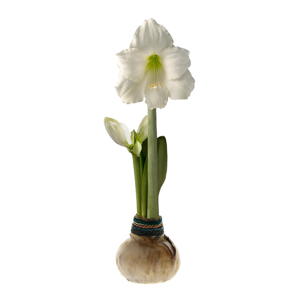 Plow & Hearth Naturalz Waxed Self-Contained Amaryllis Flower Bulb
