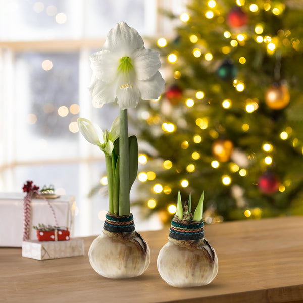 plow & hearth Naturalz Waxed Self-Contained Amaryllis Flower Bulb