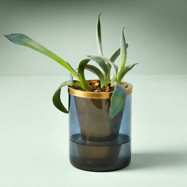 Plow & Hearth Agave Grow Kit