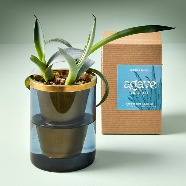 plow & hearth Agave Grow Kit