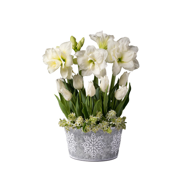plow & hearth All White Flower Bulb Gift Garden