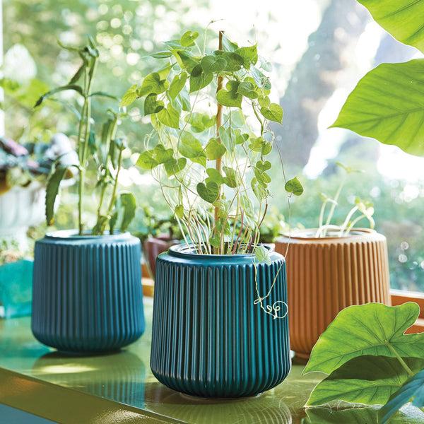 Plow & Hearth Flower Grow Kits