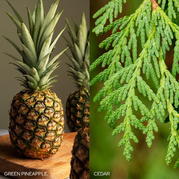 Plow & Hearth Fresh Balsam Fir Candle