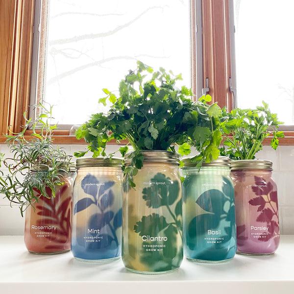 plow & hearth Garden Jars - Organic Herbs