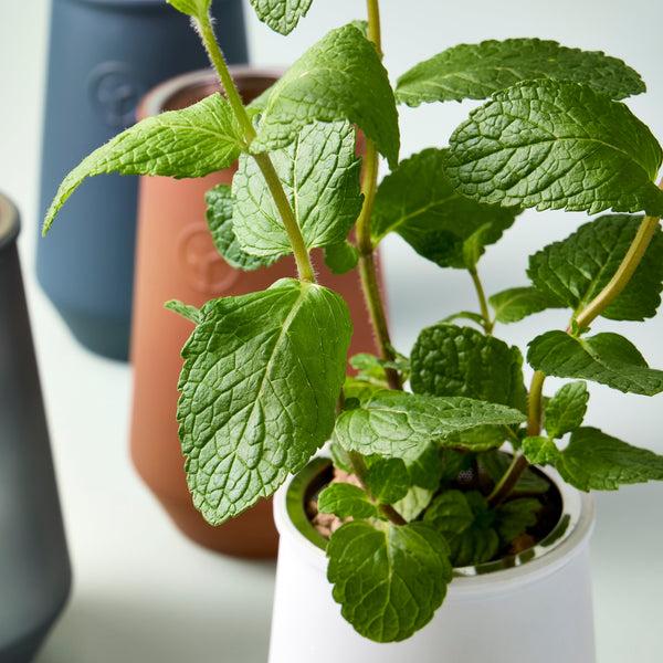 Plow & Hearth Tapered Tumbler Grow Kits