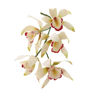 Pme JEM Floral Cutters - Medium Cymbidium Orchid Set Of 8