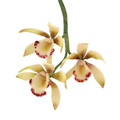 Pme JEM Floral Cutters - Small Cymbidium Orchid Set Of 8
