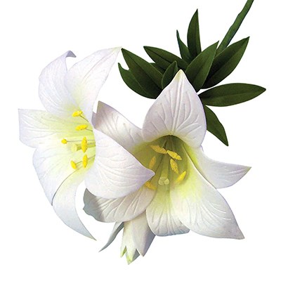 Pme JEM Floral Cutters - St Joseph's Lily & Star Gazer Lily Set Of 2