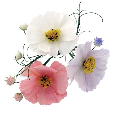 Pme JEM Floral Cutters - Cosmos And Calyx Set Of 2