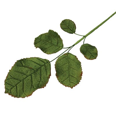 Pme JEM Foliage Cutters - Rose Leaves Set Of 3