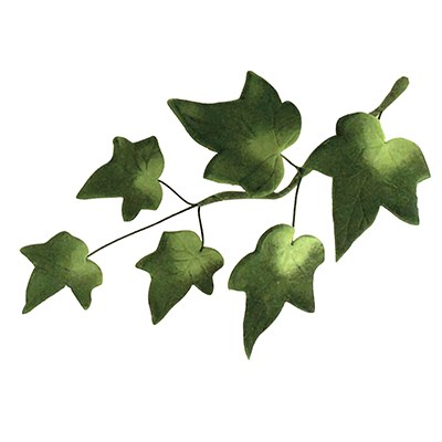 Pme JEM Foliage Cutters - Small Ivy Set Of 4