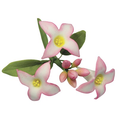 Pme Stainless Steel Cutters - Daphne Flower Petal Set Of 2