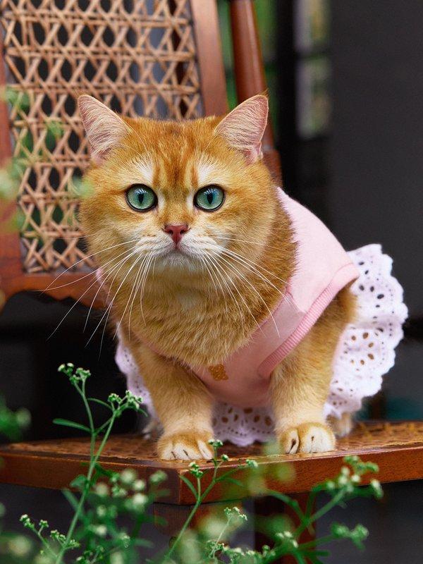 pomelo Pomelo Pawmelo Dog and Cat Lace Trim Top - Pink