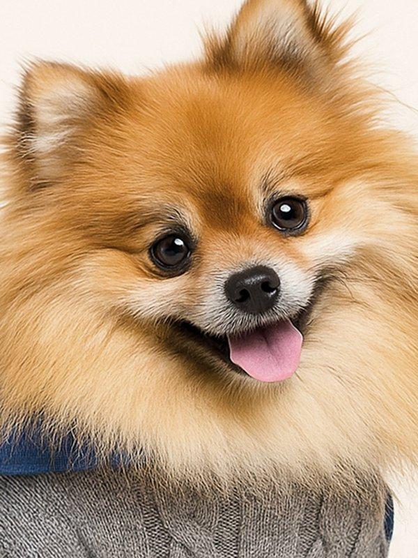 Pomelo Pomelo Pomelo. X Janesuda Pawmelo Cable Knit Jumper - Mid Grey