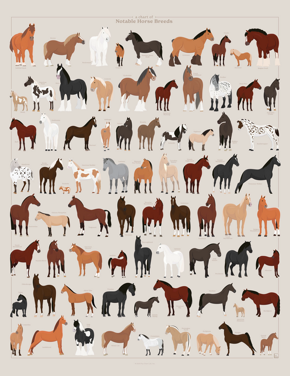pop chart lab A Chart of Notable Horse Breeds – Pop Chart