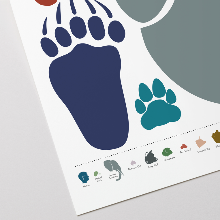 Pop Chart Lab An Array Of Animal Tracks: Actual Size – Pop Chart