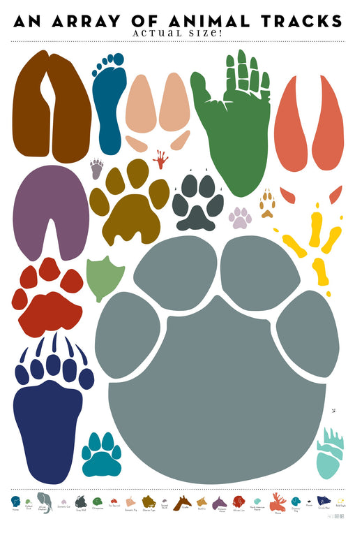 pop chart lab An Array of Animal Tracks: Actual Size – Pop Chart