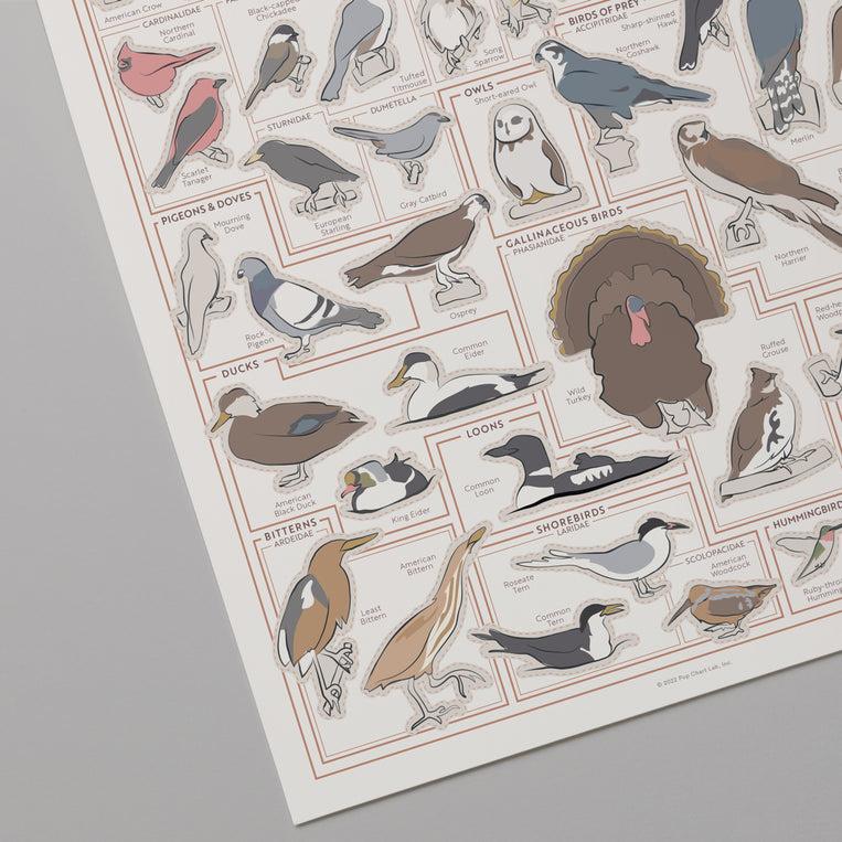 Pop Chart Lab Backyard Birds Of The Northeast Scratch-Off Chart – Pop Chart