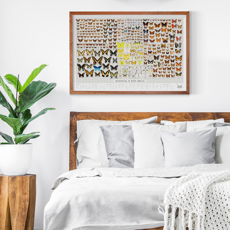 Pop Chart Lab Butterflies Of North America – Pop Chart