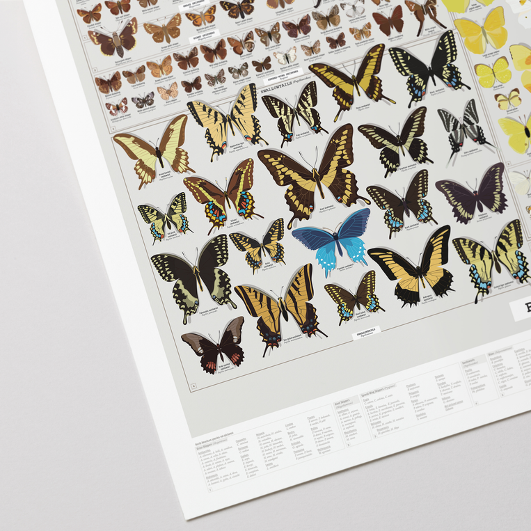 Pop Chart Lab Butterflies Of North America – Pop Chart