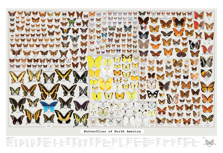 pop chart lab Butterflies of North America – Pop Chart