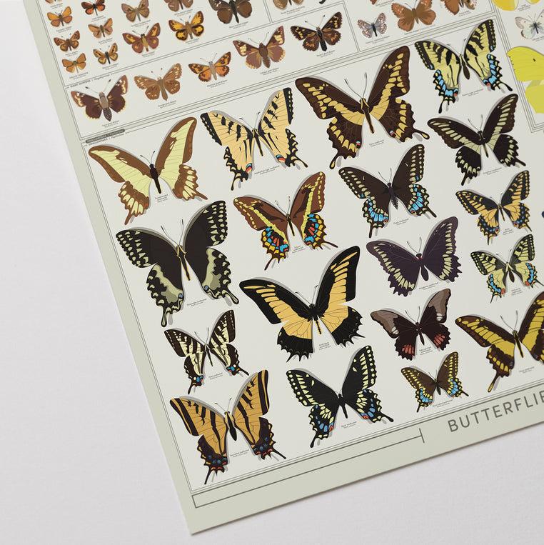 Pop Chart Lab Butterflies Of The United States: Life-Sized – Pop Chart