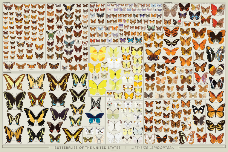 pop chart lab Butterflies of the United States: Life-Sized – Pop Chart
