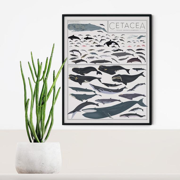 Pop Chart Lab Cetacea: Whales Dolphins And Porpoises – Pop Chart