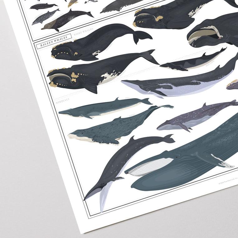 Pop Chart Lab Cetacea: Whales Dolphins And Porpoises – Pop Chart