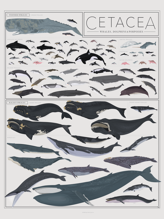 pop chart lab Cetacea: Whales Dolphins and Porpoises – Pop Chart
