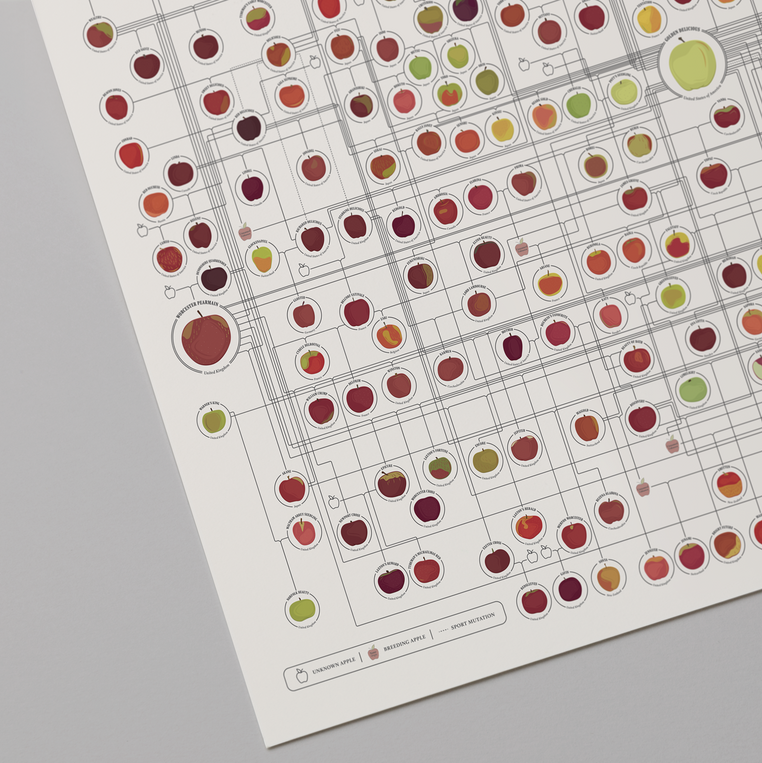 Pop Chart Lab Apples: A Genealogy – Pop Chart