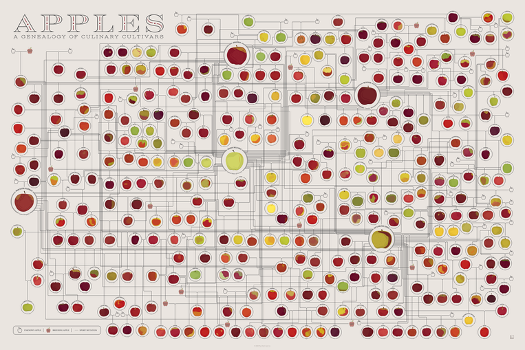 pop chart lab Apples: A Genealogy – Pop Chart