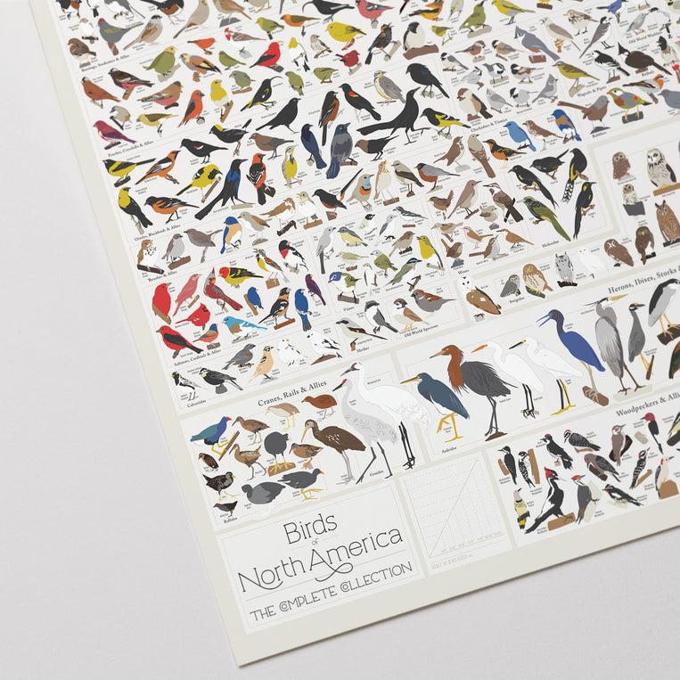 Pop Chart Lab Birds Of North America – Pop Chart
