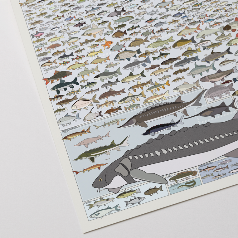 Pop Chart Lab Freshwater Fish Of America – Pop Chart