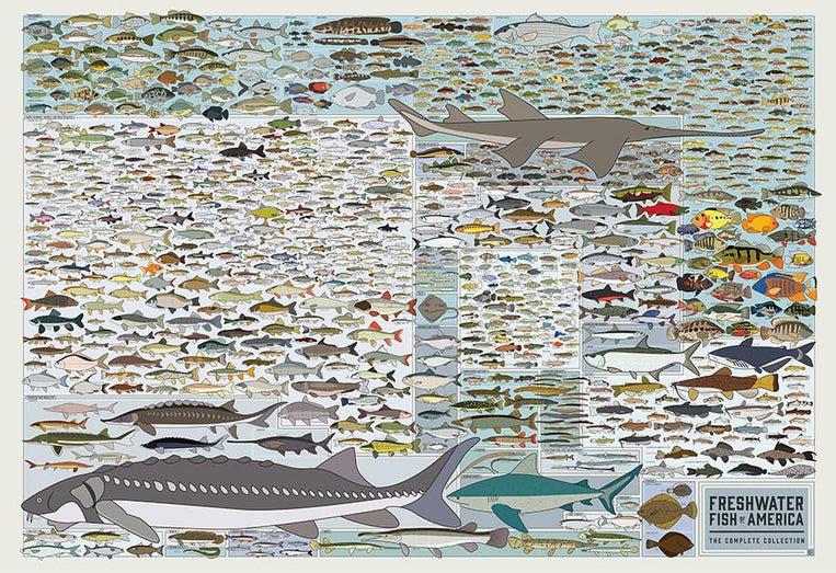 pop chart lab Freshwater Fish of America – Pop Chart