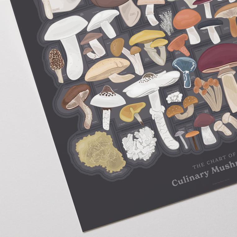 Pop Chart Lab The Chart Of Culinary Mushrooms – Pop Chart