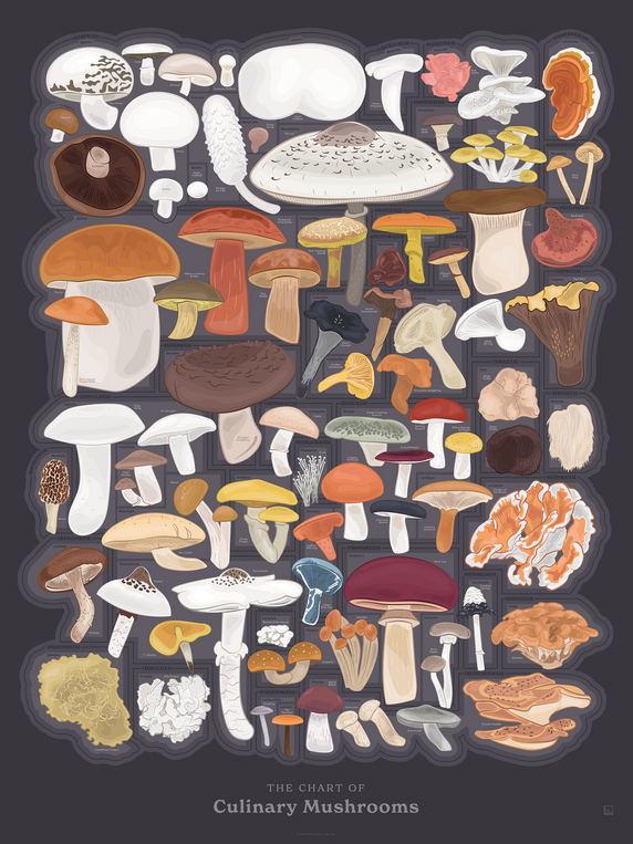 pop chart lab The Chart of Culinary Mushrooms – Pop Chart