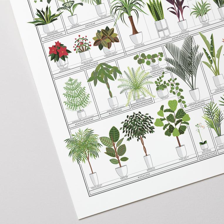 Pop Chart Lab The Horticultural Chart Of Houseplants – Pop Chart