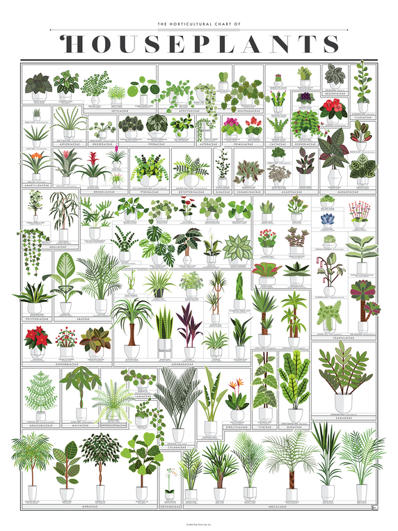 pop chart lab The Horticultural Chart of Houseplants – Pop Chart