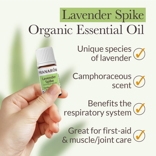 Pranarôm Lavender Spike Essential Oil - Organic