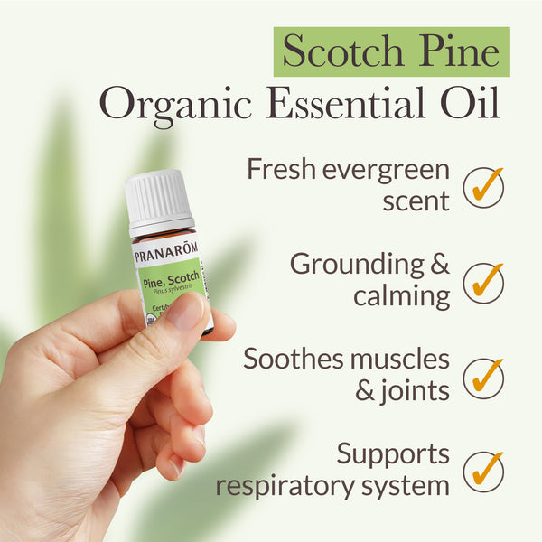 Pranarôm Scotch Pine Essential Oil - Organic