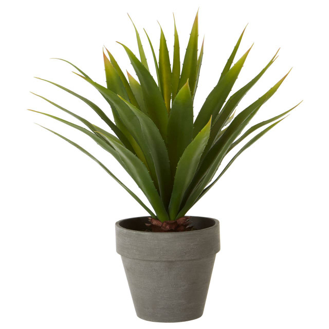 premier housewares Fiori Agave Succulent in Grey Pot