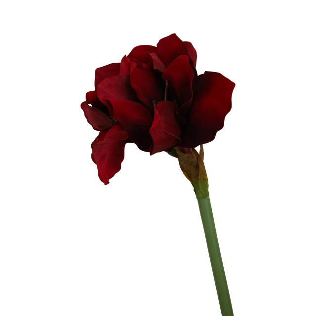 Premier Housewares Fiori Burgundy Amarylilis Flower Stem