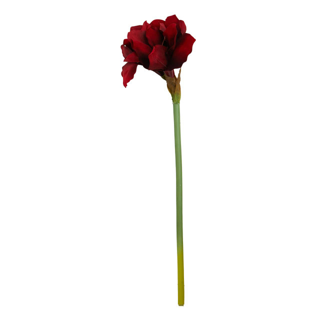 premier housewares Fiori Burgundy Amarylilis Flower Stem